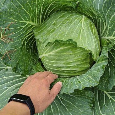 先干802平包莲花白