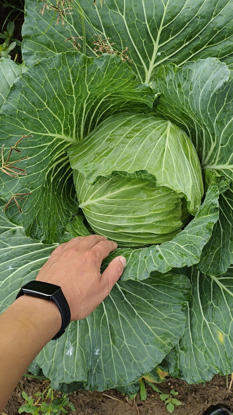 先干802平包莲花白
