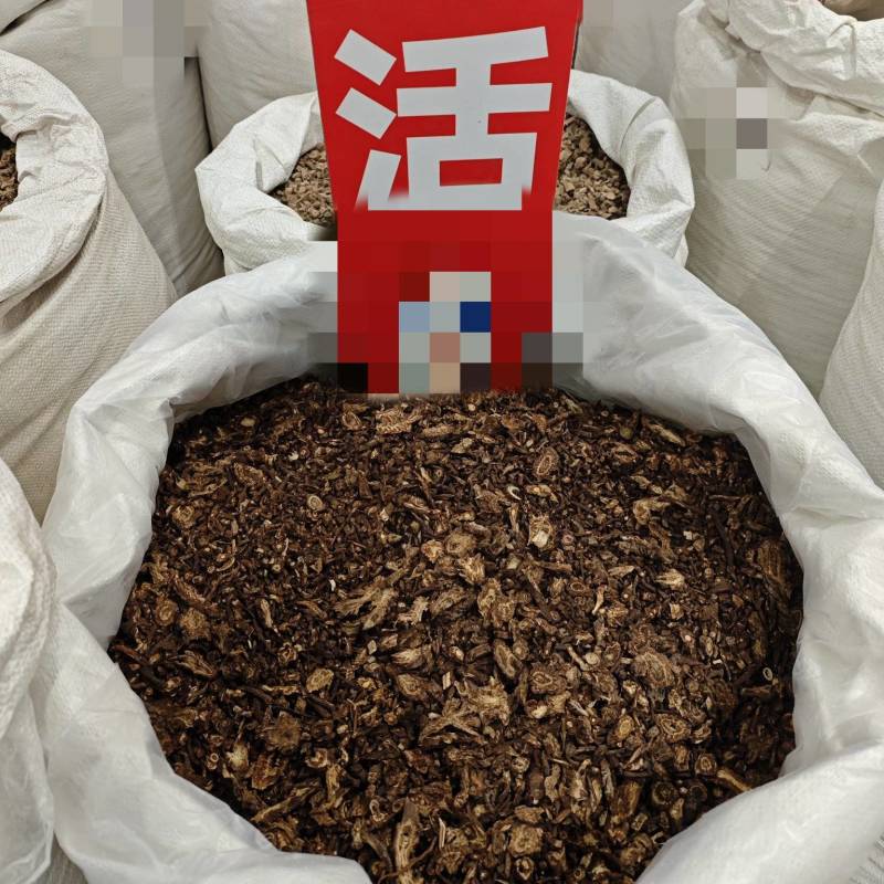 羌活