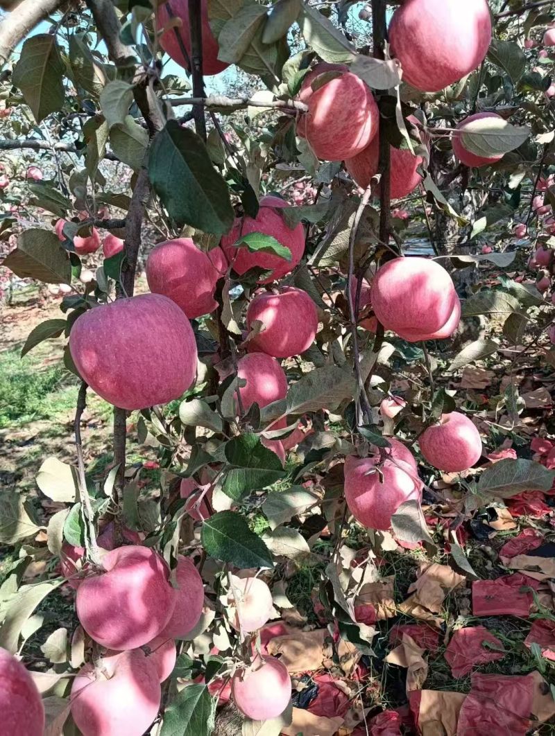 洛川苹果