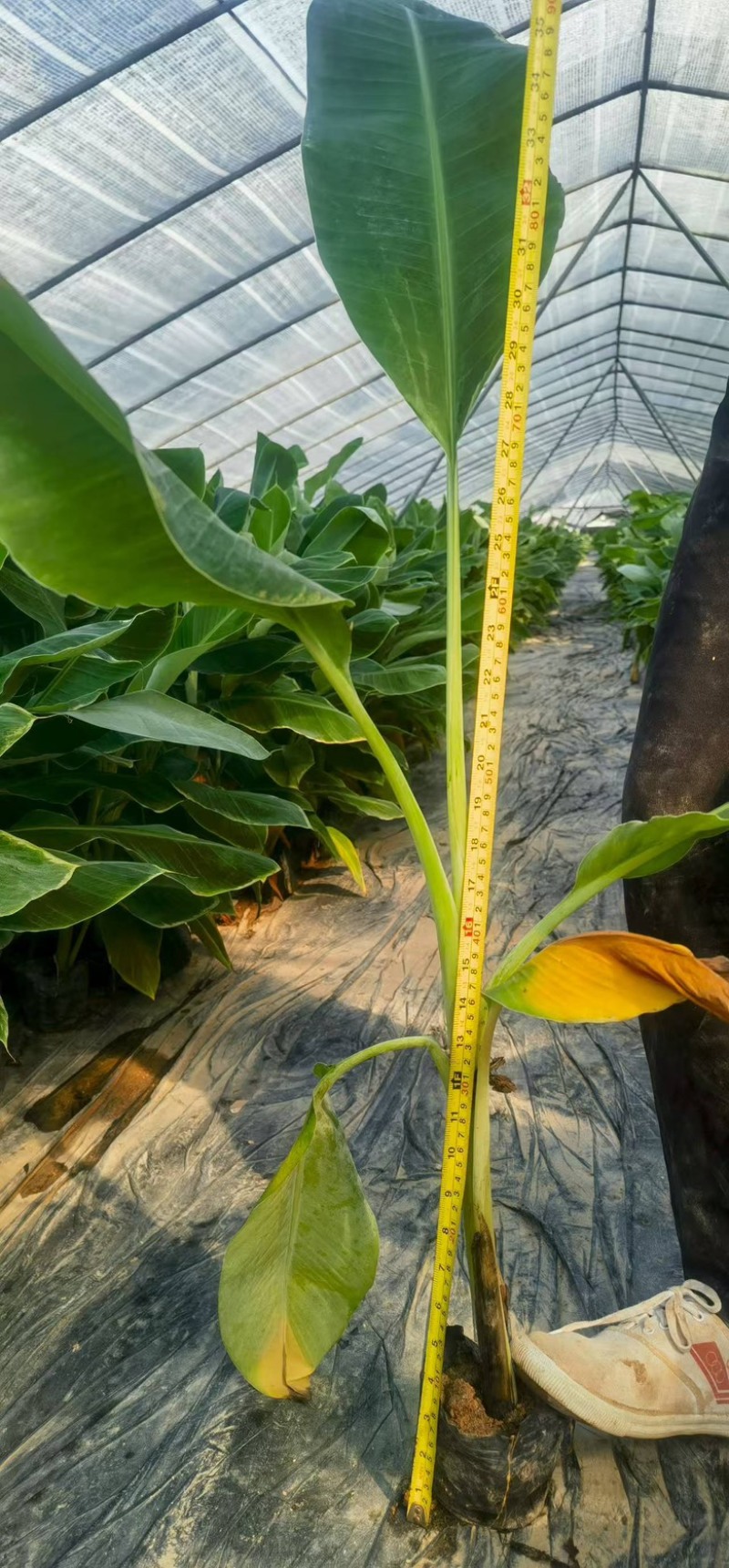 香蕉树苗