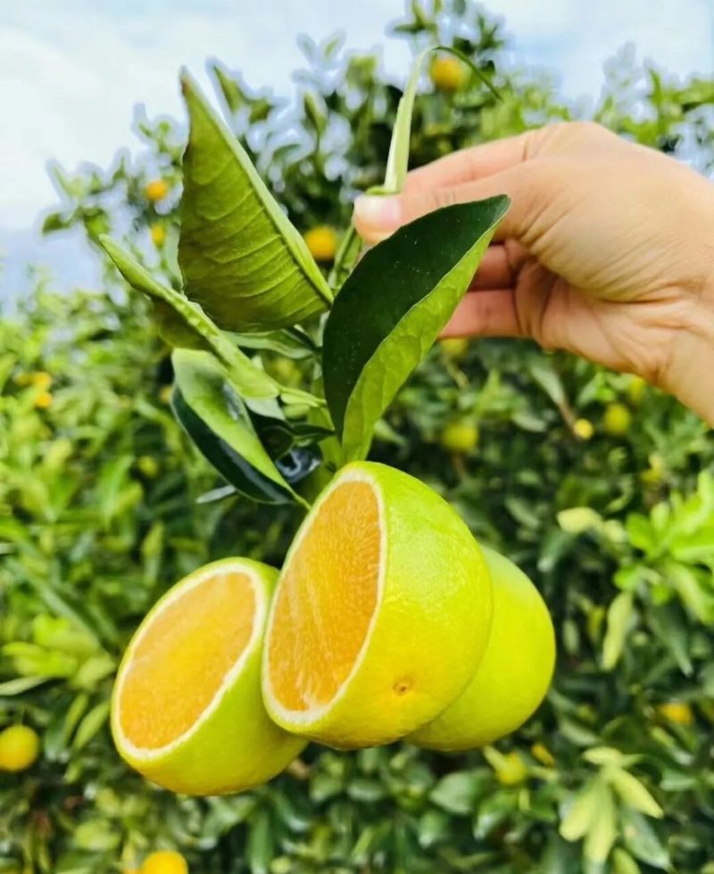 【实力推荐】云南爱媛橙大量上市中产地直发可以视频看货