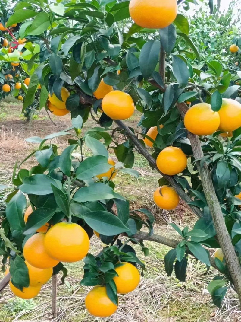 【实力推荐】云南爱媛橙大量上市中产地直发可以视频看货