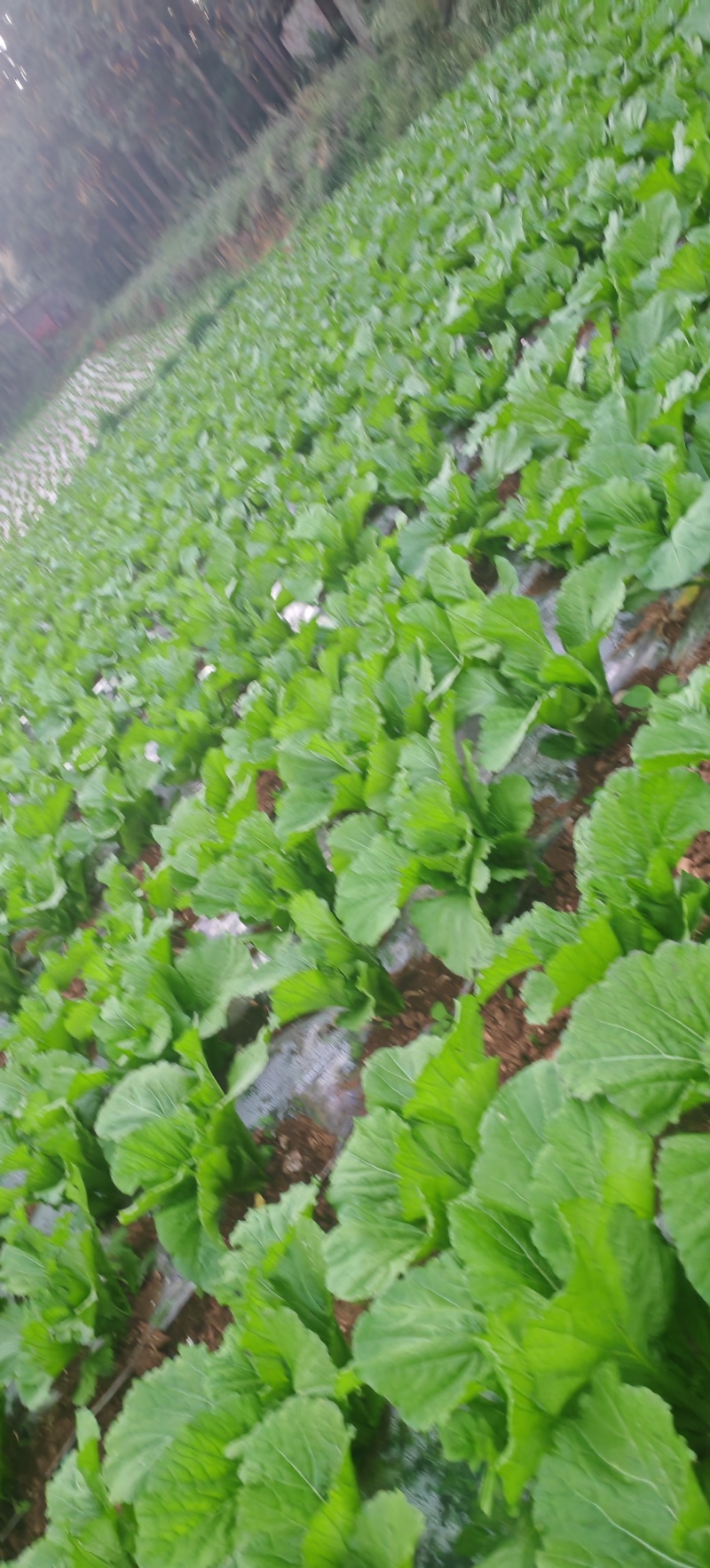 贵州高山芥菜