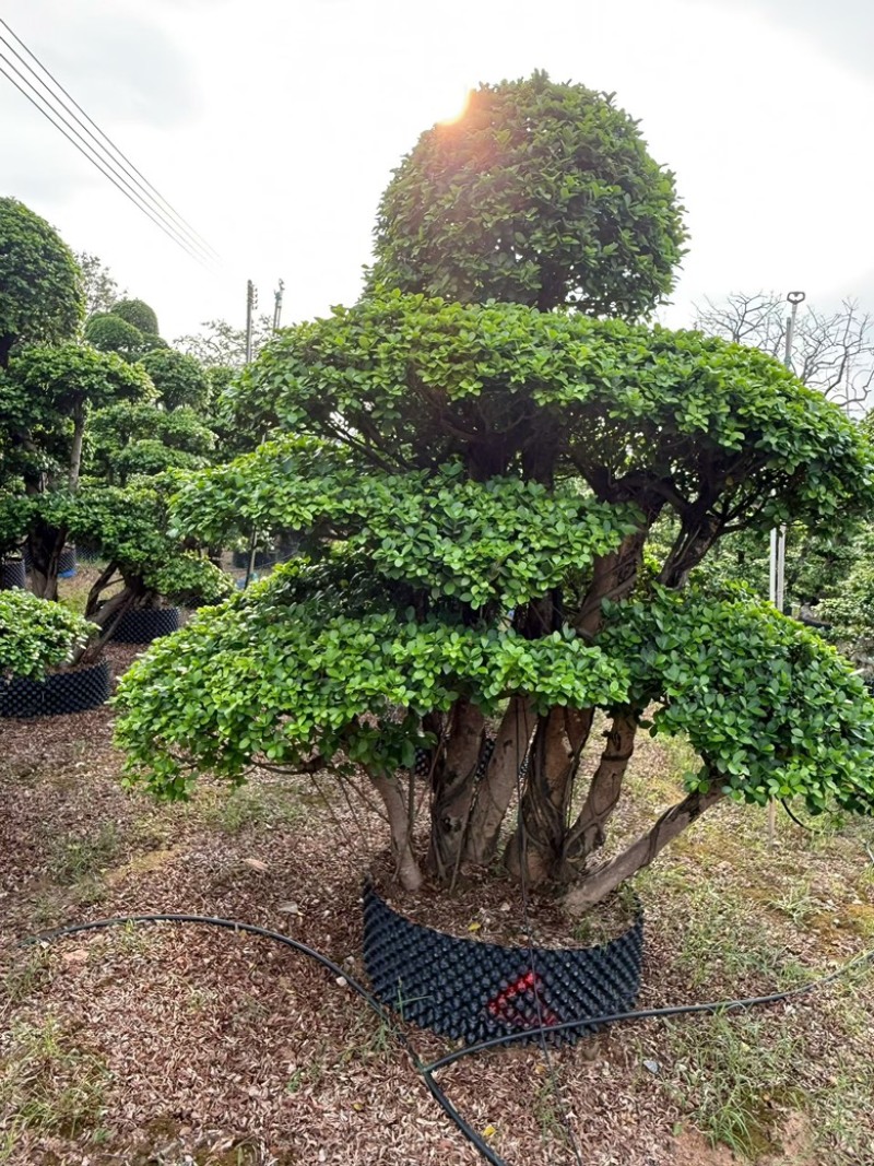 榕树