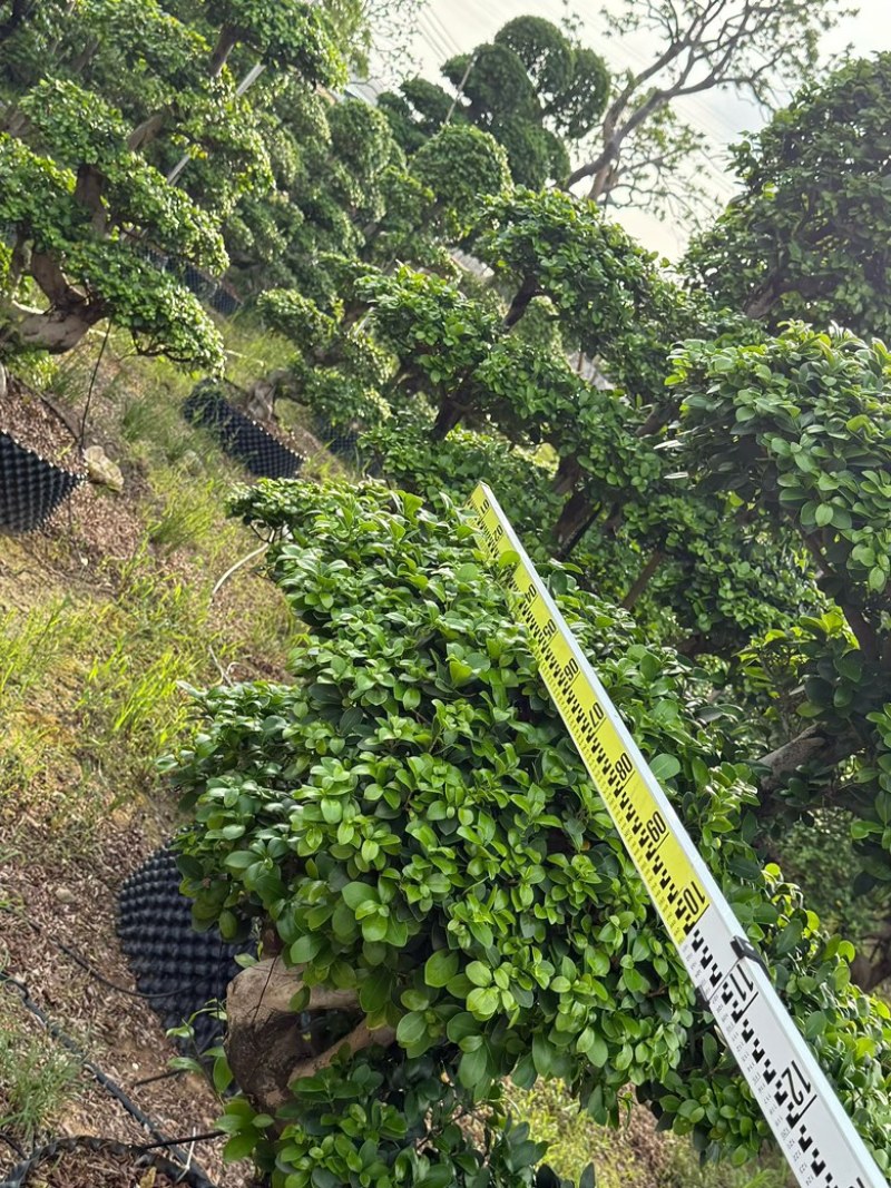 榕树