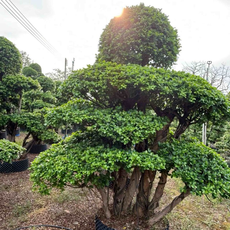 榕树