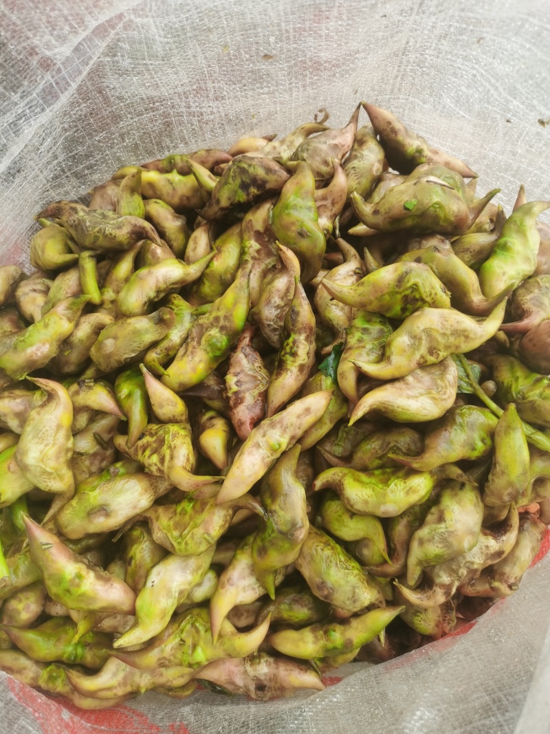 淮河大青菱大量上市，产地发货，一手货源，保质保量欢迎咨询