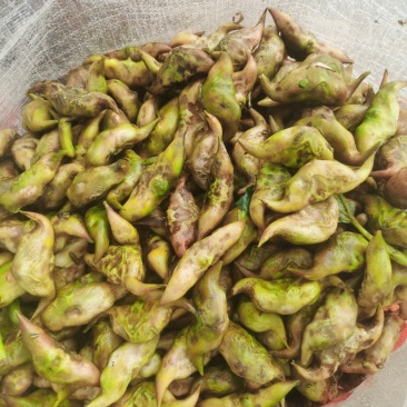 淮河大青菱大量上市，产地发货，一手货源，保质保量欢迎咨询