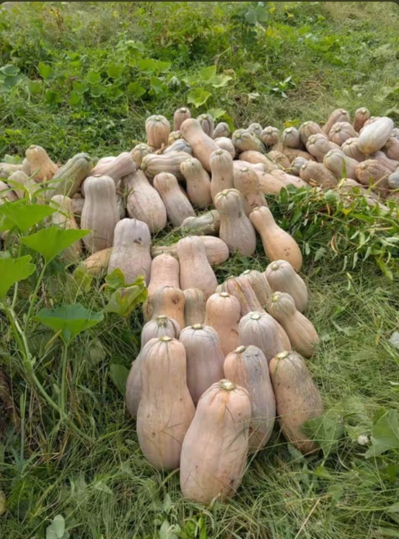 云南本地大南瓜