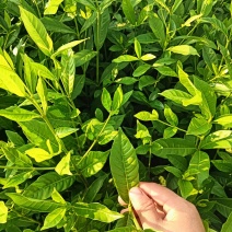 江西山栀子药用黄栀子苗，优选优育高产药用山栀子苗