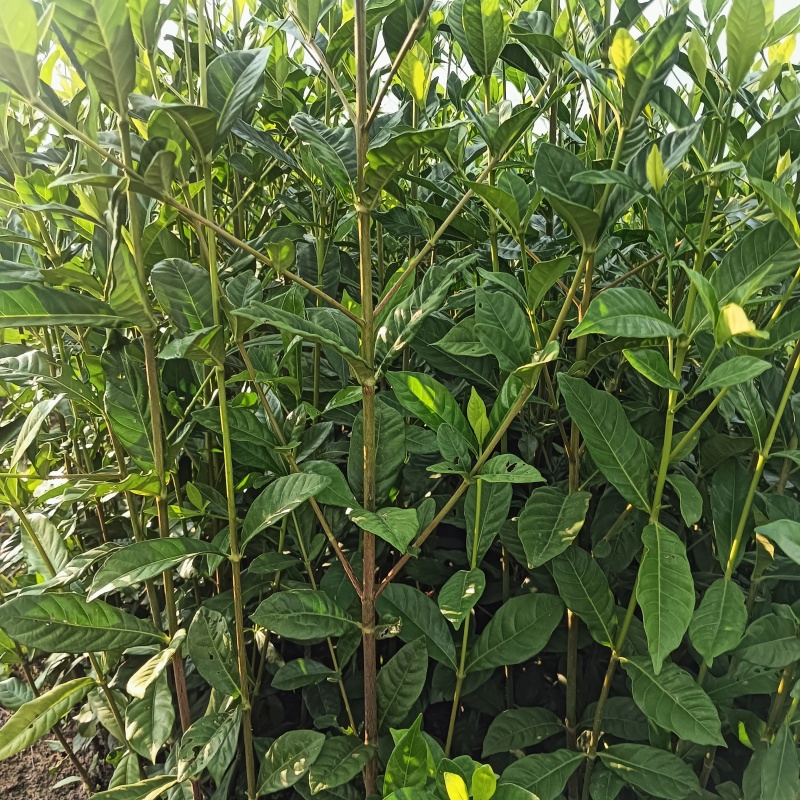 江西山栀子药用黄栀子苗，优选优育高产药用山栀子苗