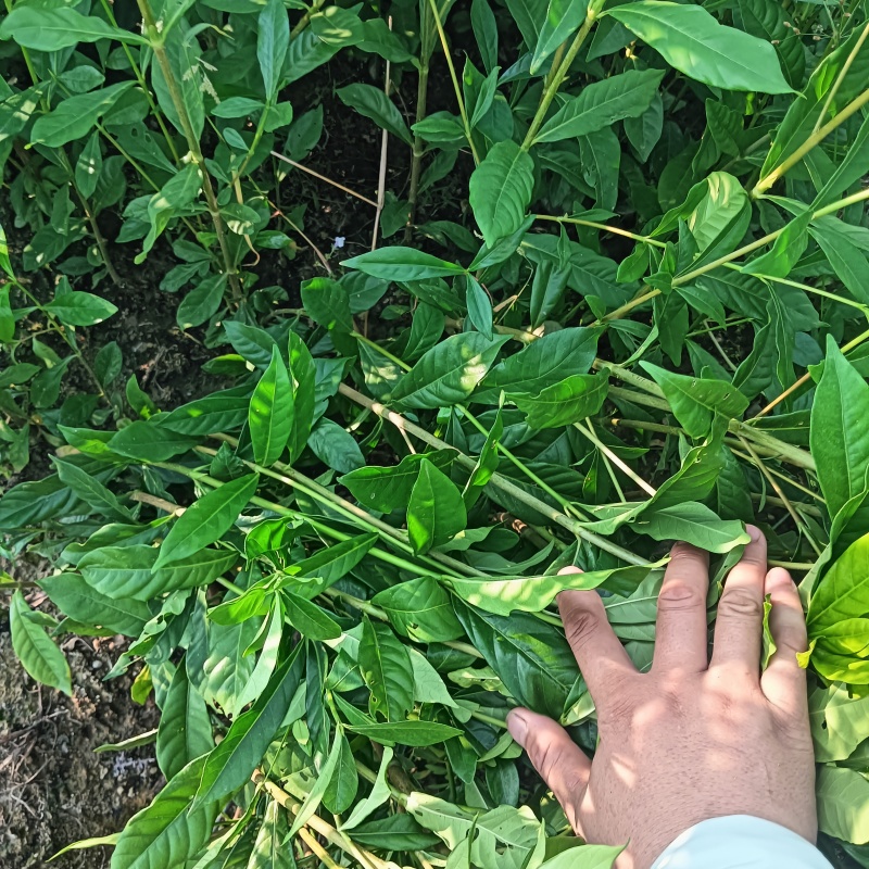 江西山栀子药用黄栀子苗，优选优育高产药用山栀子苗