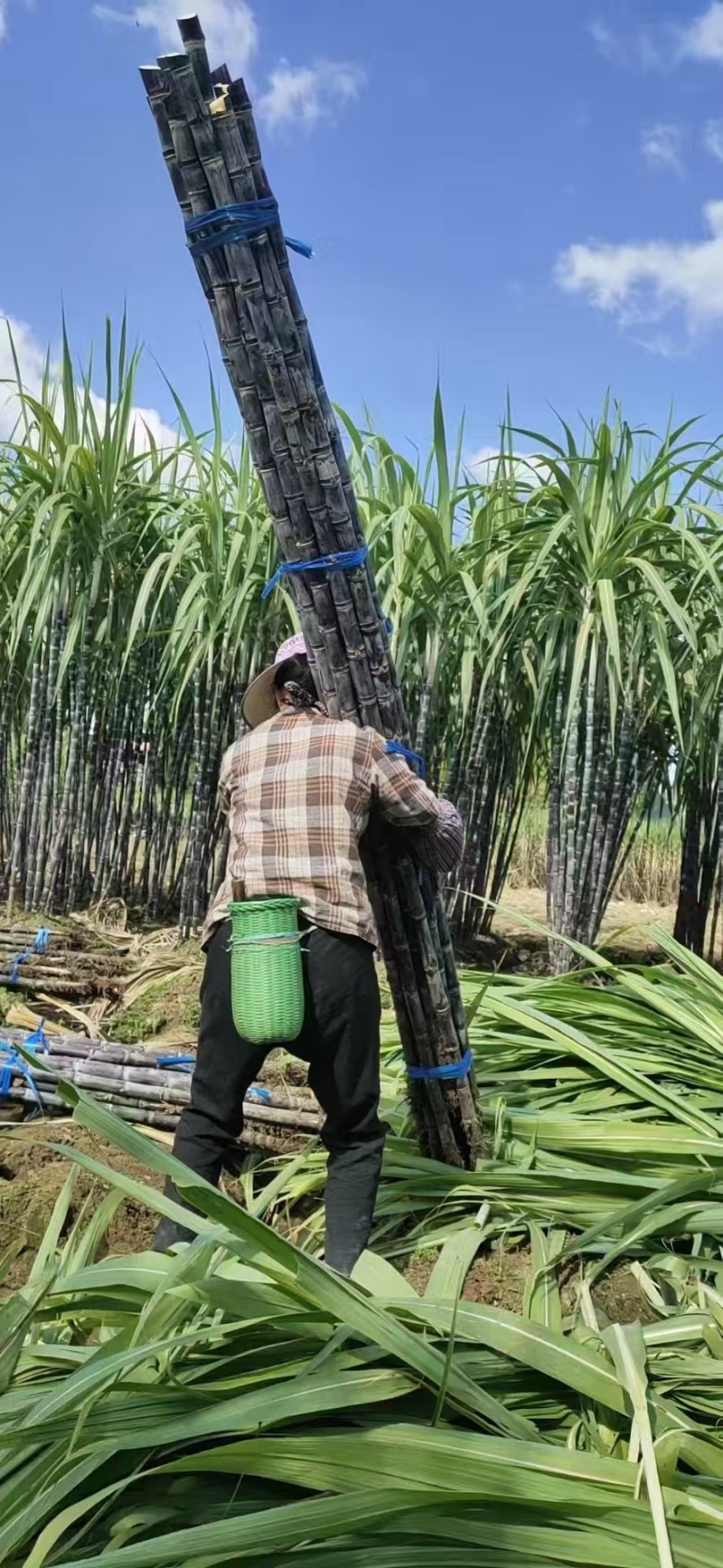 甘蔗，黑皮甘蔗，脆甜可口多汁，广西甘蔗，用诚信和实力说话