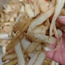 玉竹