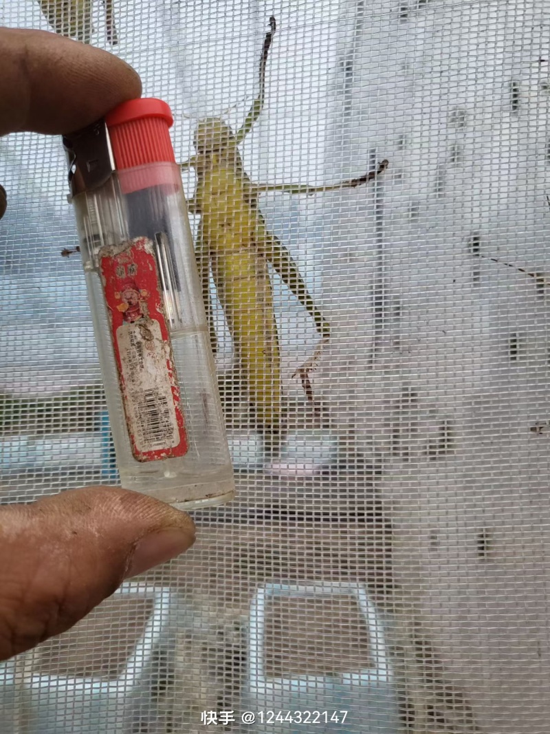 蹬倒山大油蚂蚱绿蚂蚱棉蝗