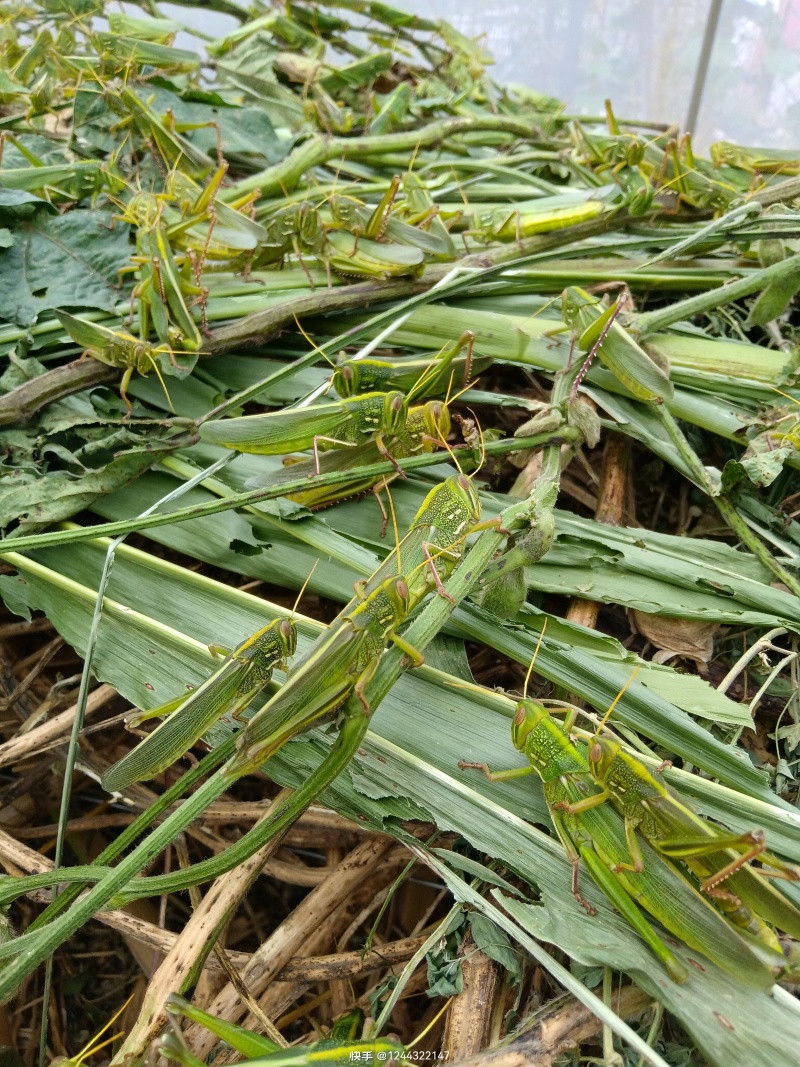 蹬倒山大油蚂蚱绿蚂蚱棉蝗