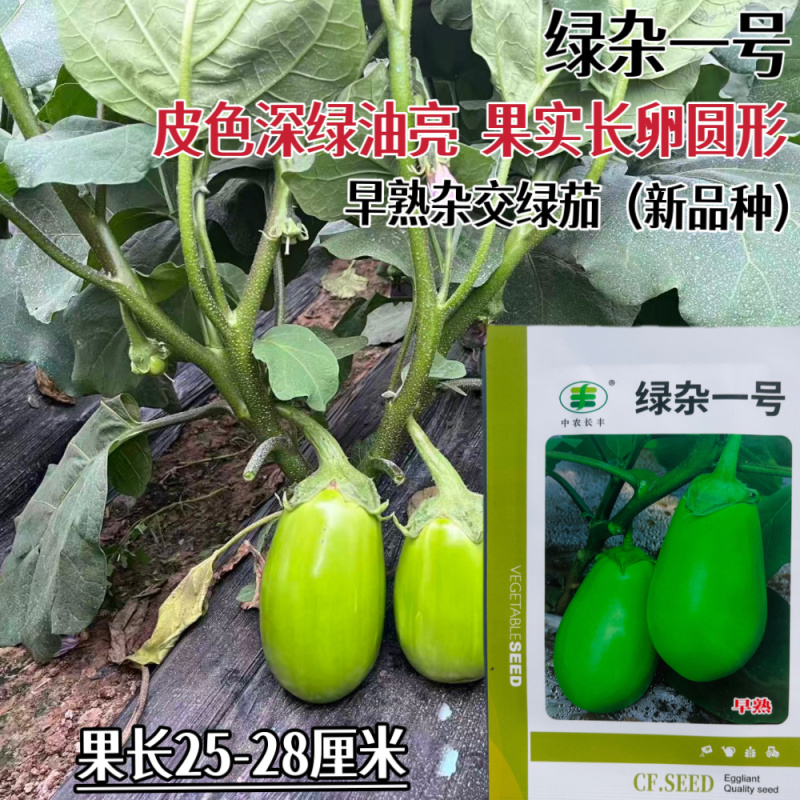 绿杂一号绿罐茄种子早熟杂交绿茄果肉细嫩油亮高产长卵形茄子