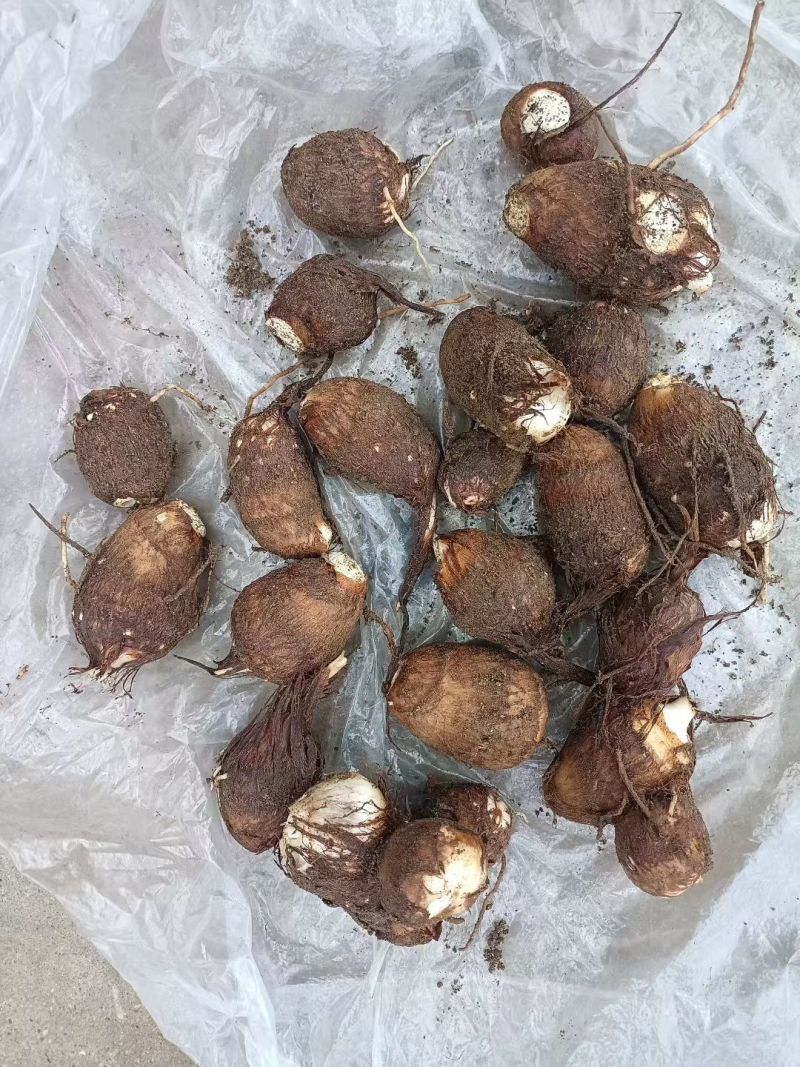 《精选》芋头8520/常年供应/一手货源规格全/全国代发