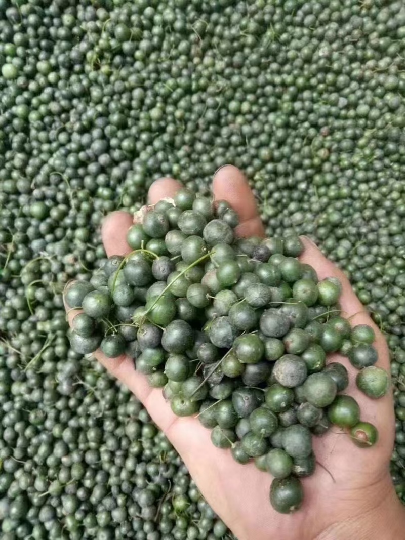鸡头黄精种子