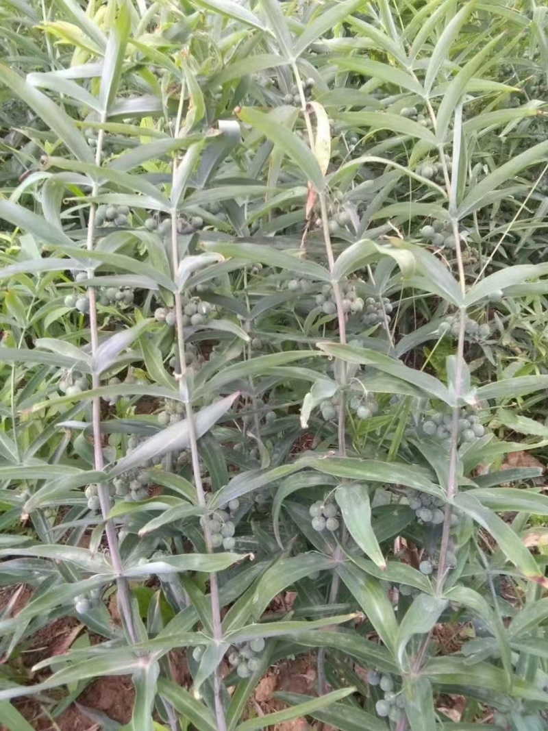 鸡头黄精种子