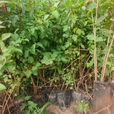 营养杯华北连翘药用大果连翘好养活提供技术指导