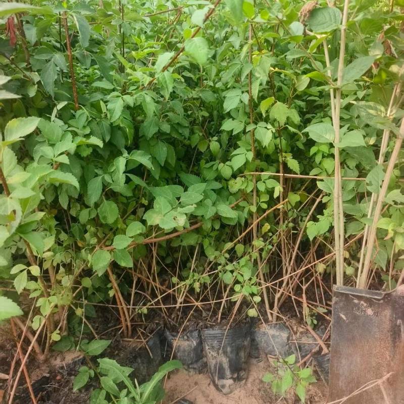 营养杯华北连翘药用大果连翘好养活提供技术指导