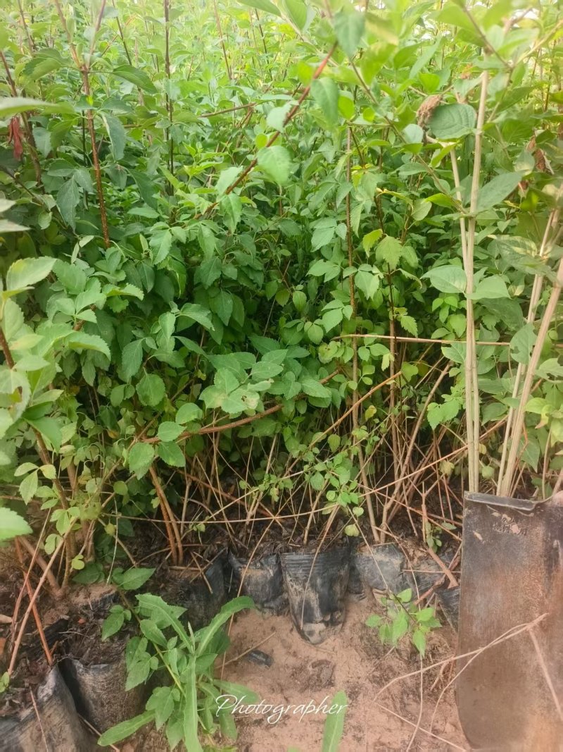 营养杯华北连翘药用大果连翘好养活提供技术指导