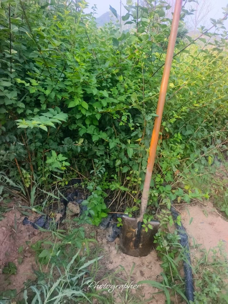 营养杯华北连翘药用大果连翘好养活提供技术指导