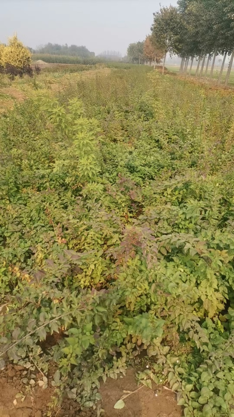 营养杯华北连翘药用大果连翘好养活提供技术指导