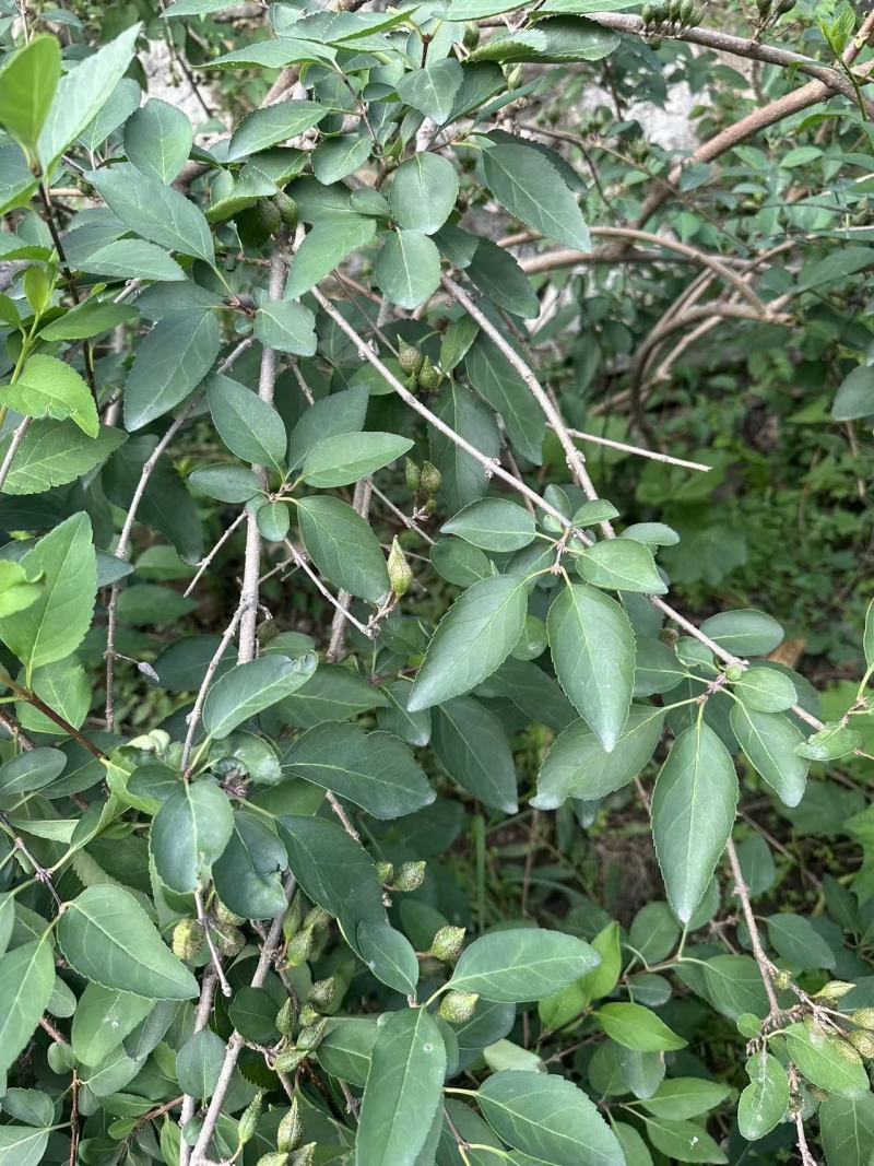 裸根华北连翘苗药用大果连翘苗价格合理欢迎联系保质保量