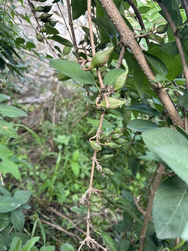 裸根华北连翘苗药用大果连翘苗价格合理欢迎联系保质保量