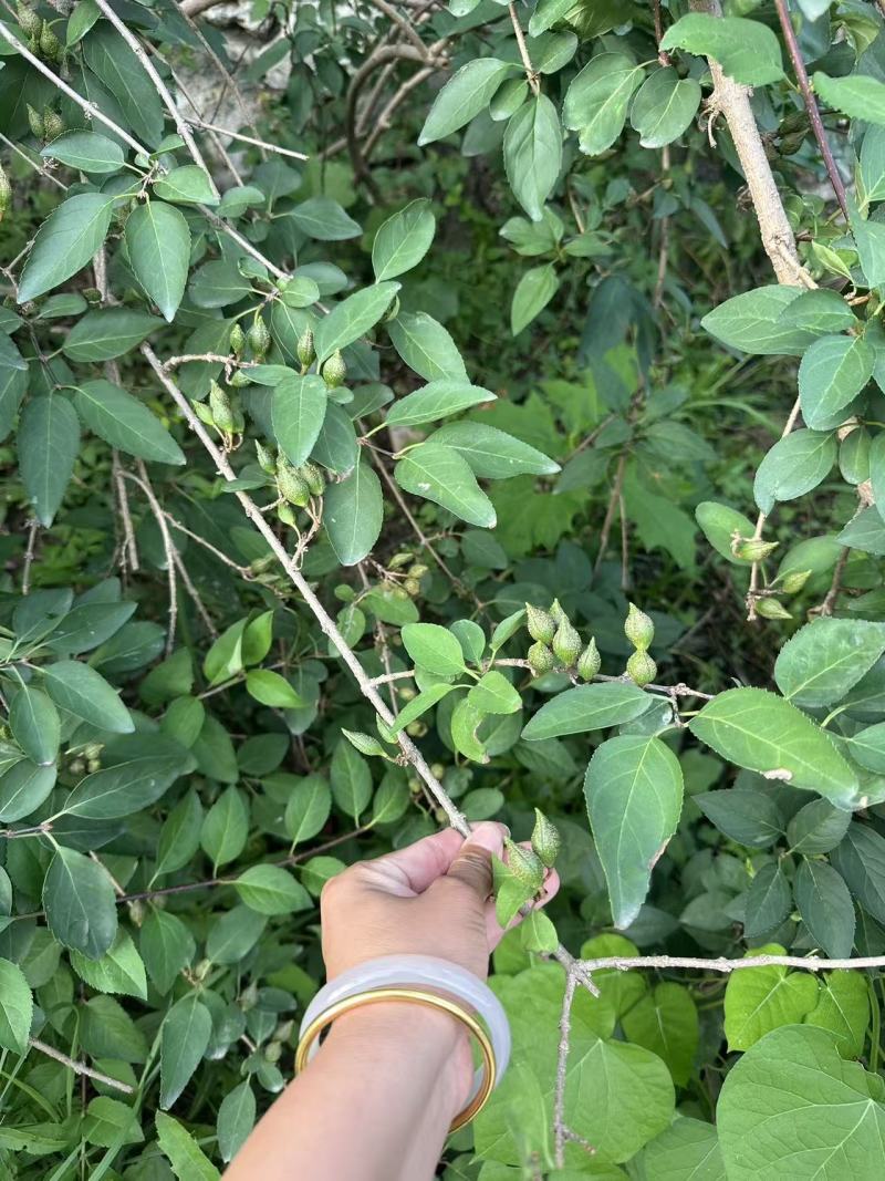 裸根华北连翘苗药用大果连翘苗价格合理欢迎联系保质保量