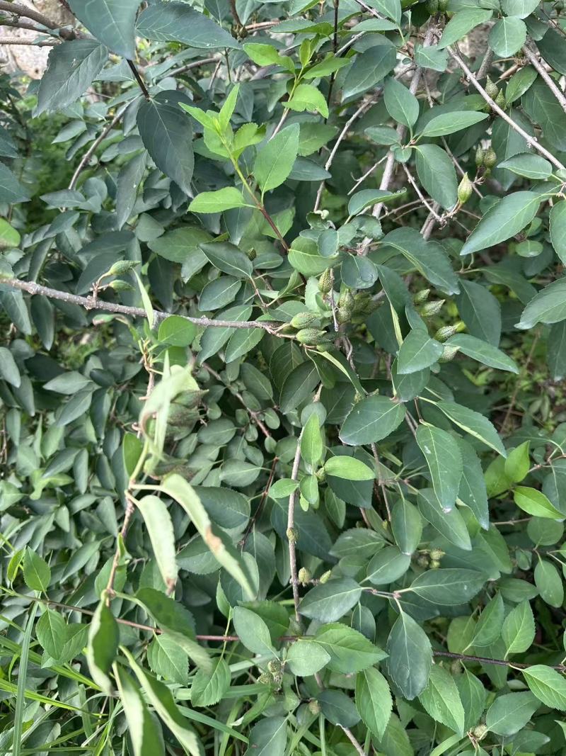 裸根华北连翘苗药用大果连翘苗价格合理欢迎联系保质保量