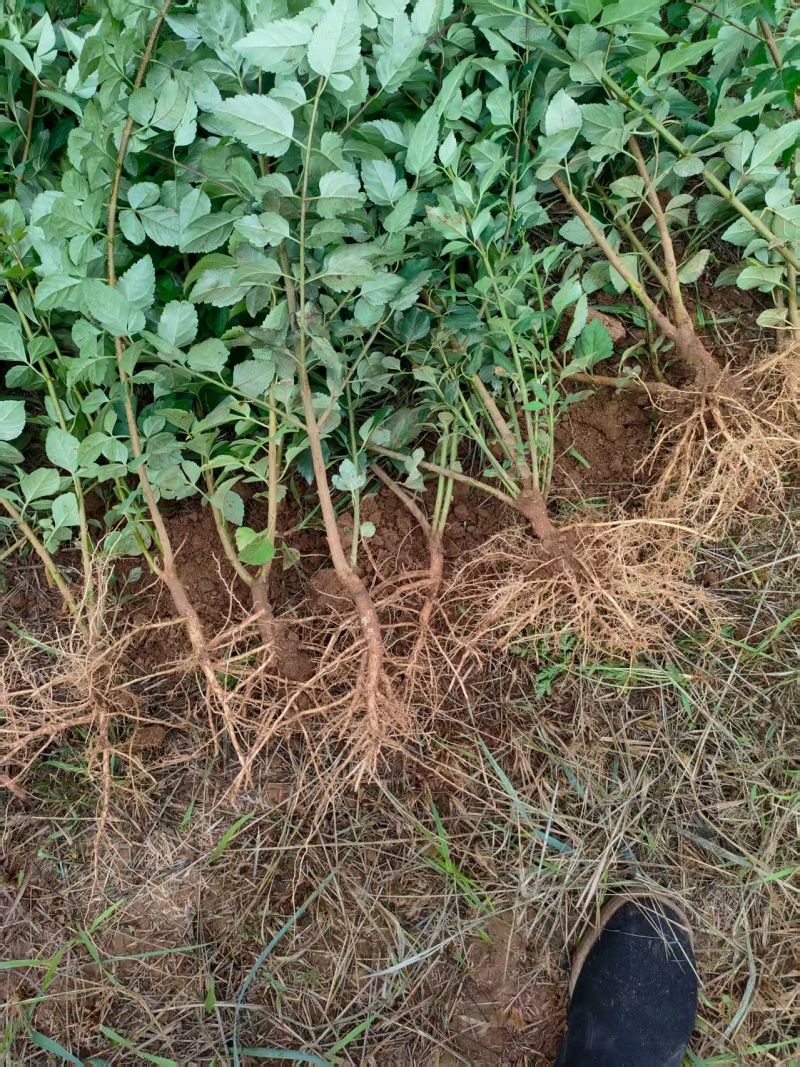 裸根华北连翘苗药用大果连翘苗价格合理欢迎联系保质保量