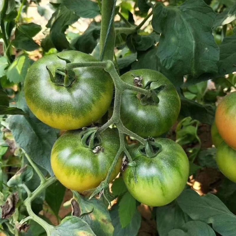 甜粉草莓番茄种子早熟无限生长型口感番茄种籽酸甜可口