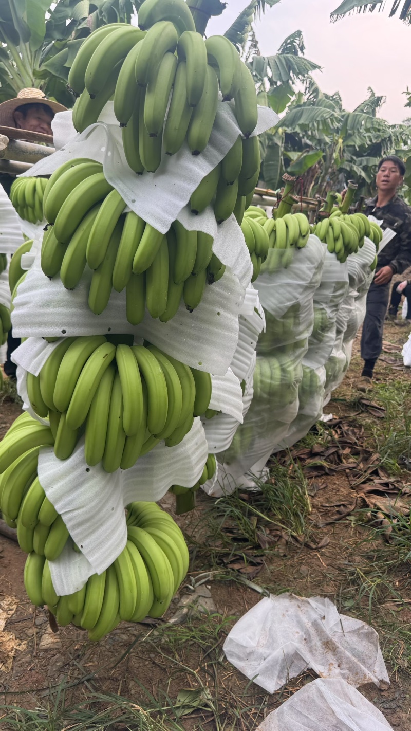 香蕉苗桂一基地实拍实发自产自销欢迎新老客户下单