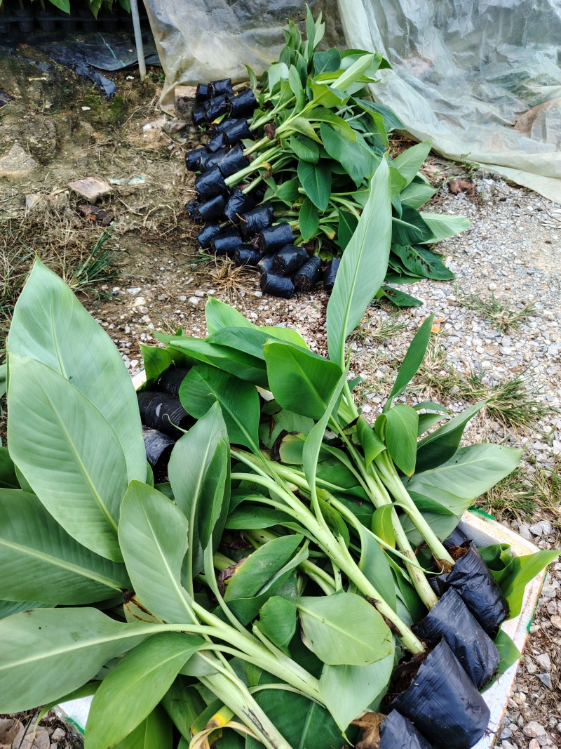 香蕉苗桂一基地实拍实发自产自销欢迎新老客户下单