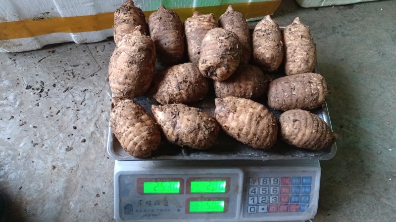 当季新鲜天麻按节气品种发货野生品质深山采挖云南小草坝直发