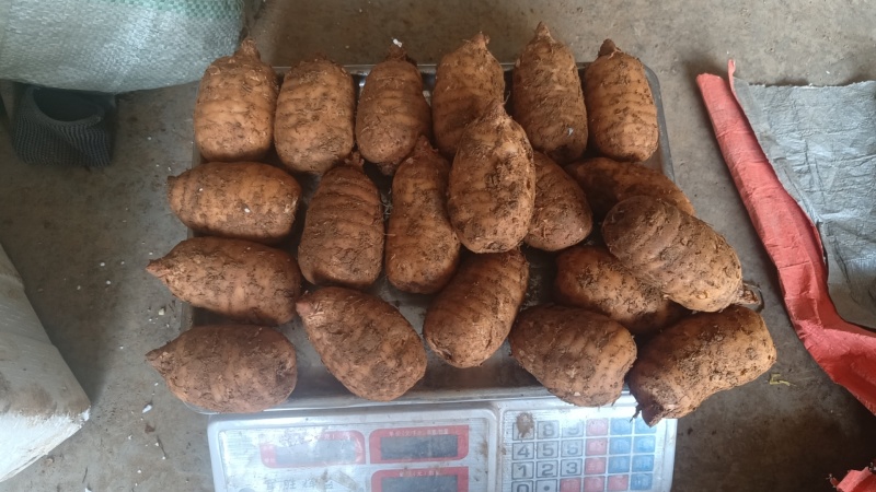 当季新鲜天麻按节气品种发货野生品质深山采挖云南小草坝直发