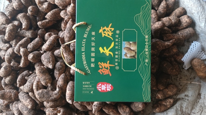 当季新鲜天麻按节气品种发货野生品质深山采挖云南小草坝直发