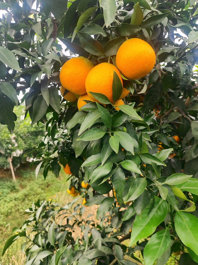 四川爱瑷果冻橙，产地直发，一件代发，现采现发。
