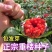 正宗云南重楼种子七月一枝花红白滇重楼种苗血红独角莲矮杆多