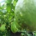 【精品】云南佛手瓜，洋瓜种植基地保质保量量大从优