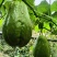 【精品】云南佛手瓜，洋瓜种植基地保质保量量大从优