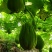 【精品】云南佛手瓜，洋瓜种植基地保质保量量大从优