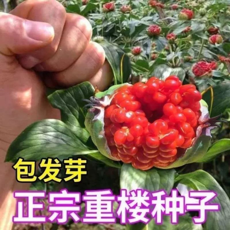 正宗云南重楼种子七月一枝花红白滇重楼种苗血红独角莲矮杆多