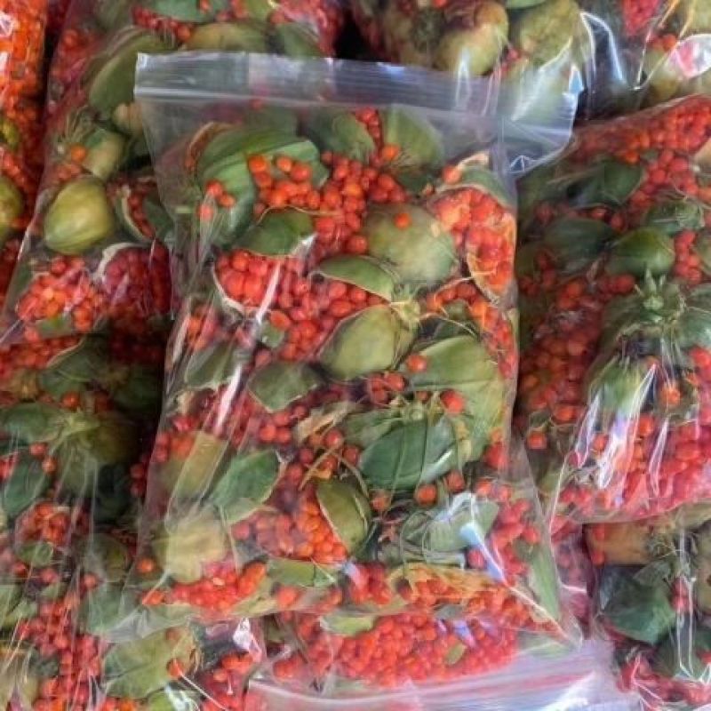 正宗云南重楼种子七月一枝花红白滇重楼种苗血红独角莲矮杆多