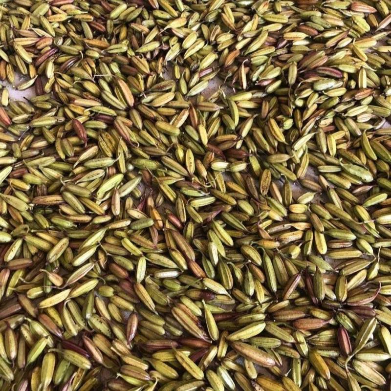 云南紫花三叉白芨种子大白芨种子宽叶白芨果夹提供技术