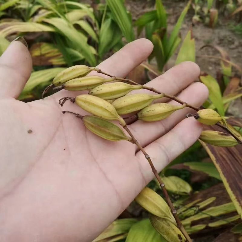 云南紫花三叉白芨种子大白芨种子宽叶白芨果夹提供技术